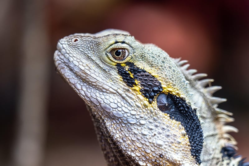 Dragon Backdrop Portraits