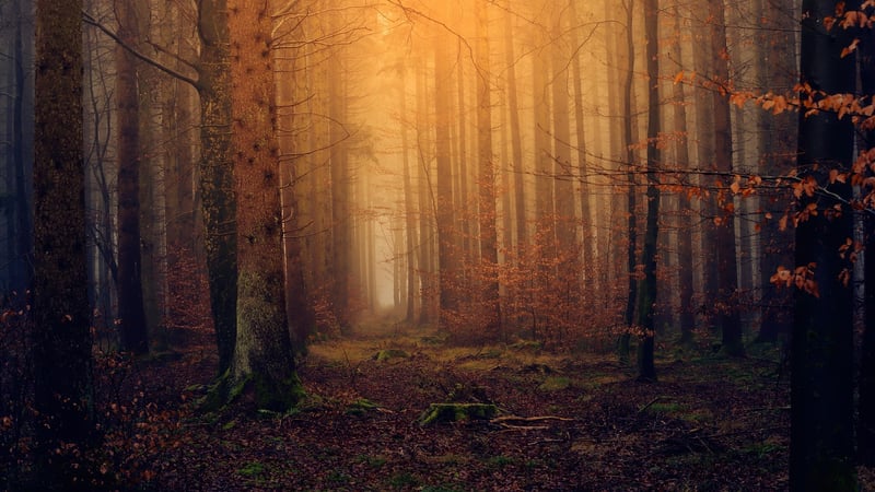 Magical Forest Decor