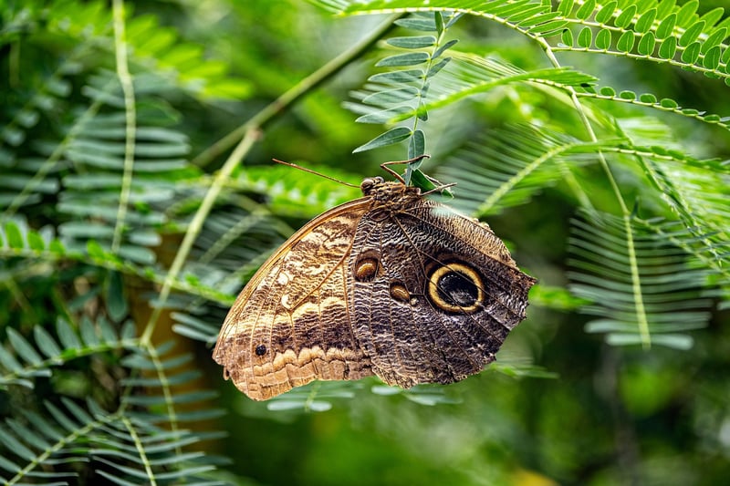 Enchanted Butterflies