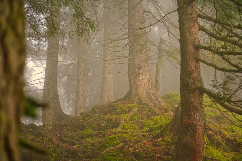 Magical Forest Wedding